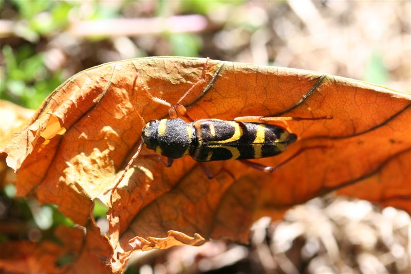 Da identificare... Xylotrechus arvicola